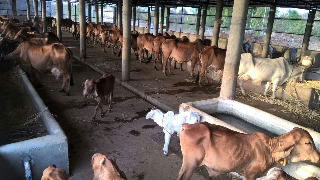 Gau Shala 4