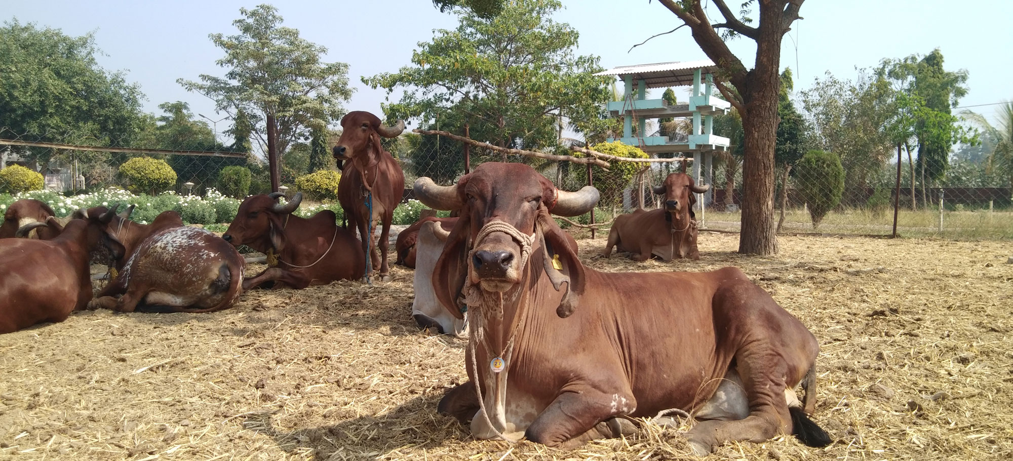 Gau Shala 3