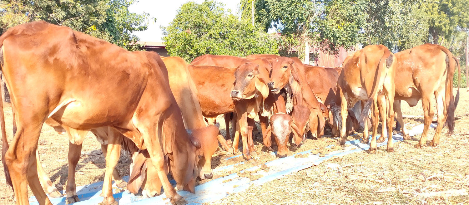 Gau Shala 2