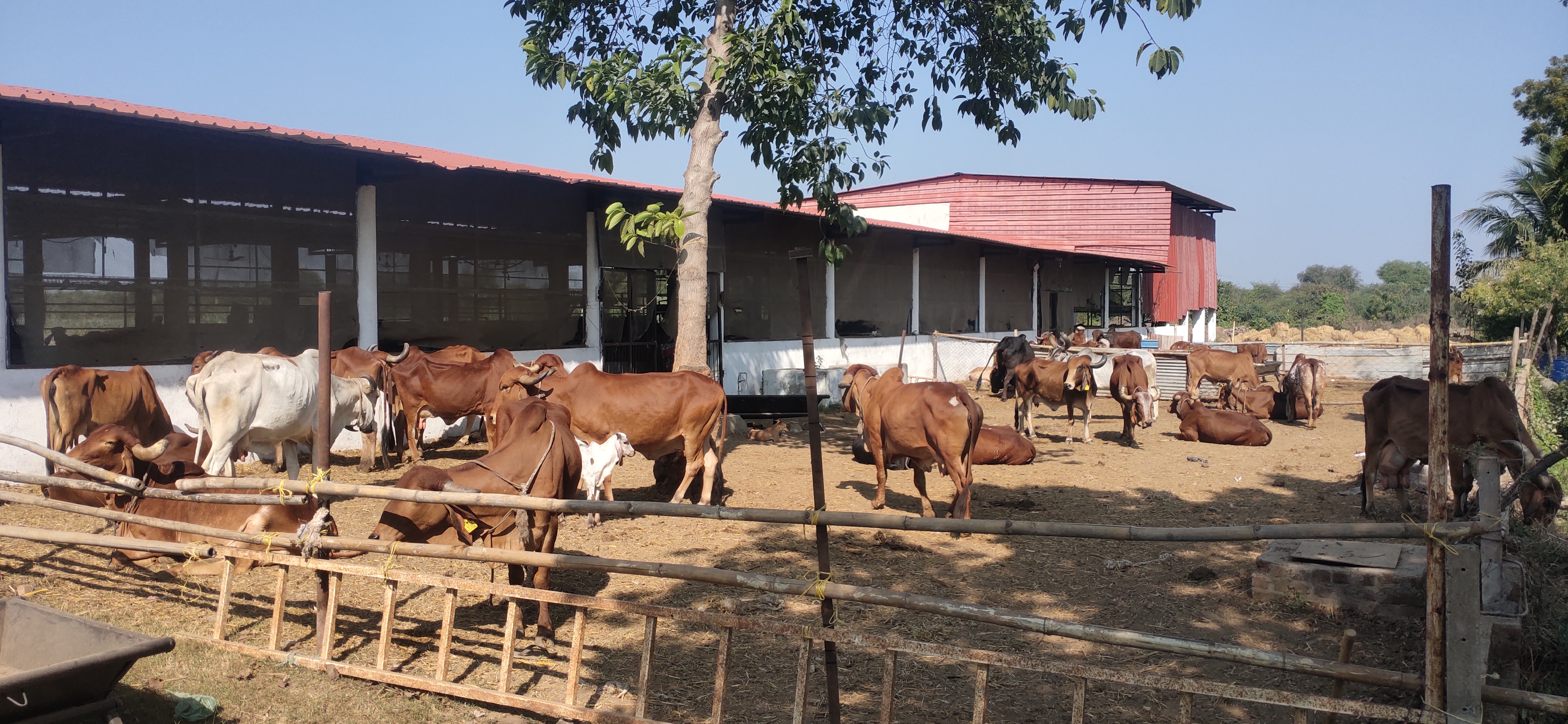 Lakulish Gau Shala
