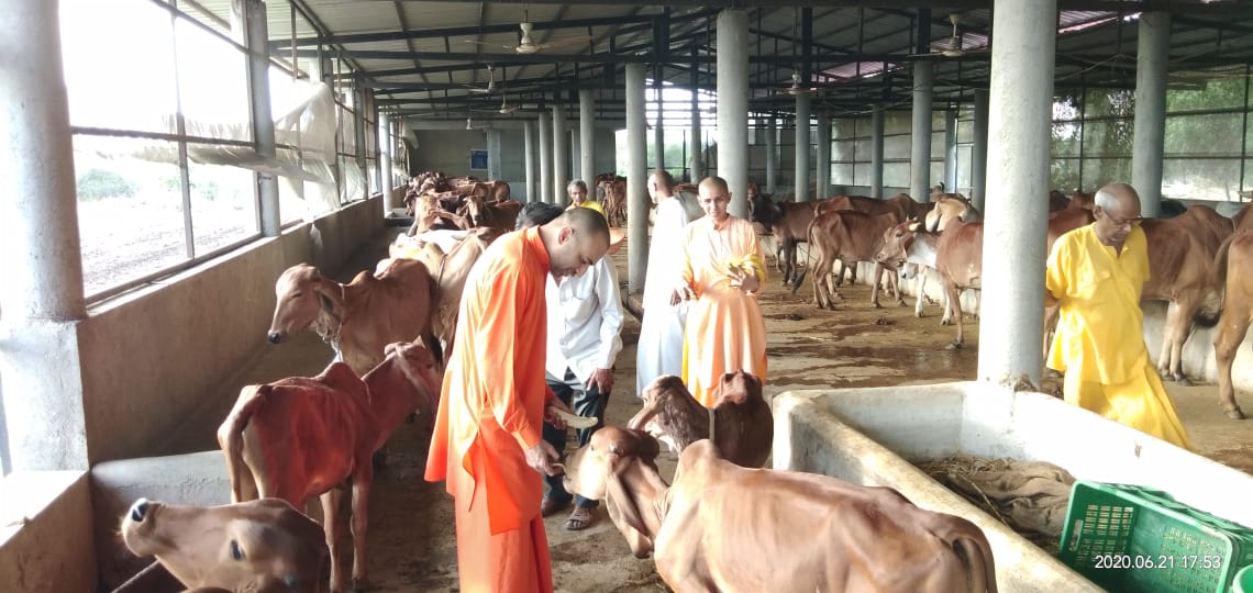 Lakulish Gau Shala