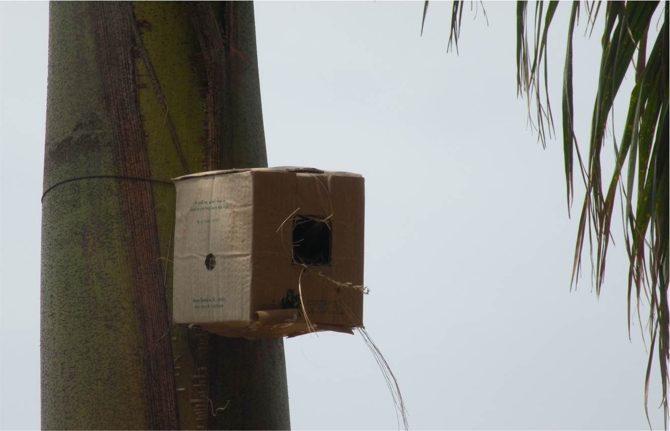 Bird Nest